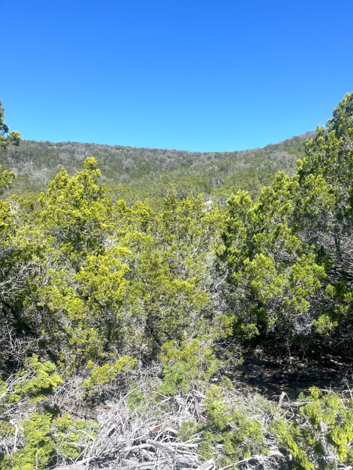 Shawn Gray - Frio Canyon Real Estate